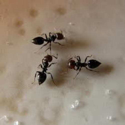 ant control