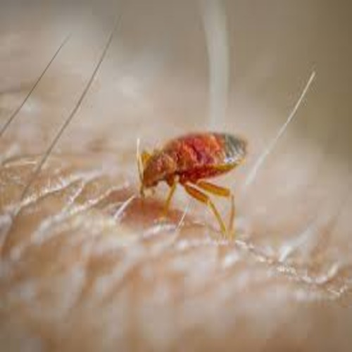 Best bedbug  control and Pest Control Services in Dubai (Best Price Pest Control Services)Call Now.
            